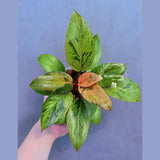 rare houseplant