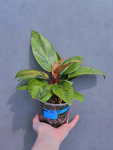 Red Congo
