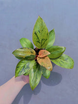 Rare Philodendron