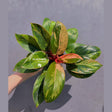 rare houseplant