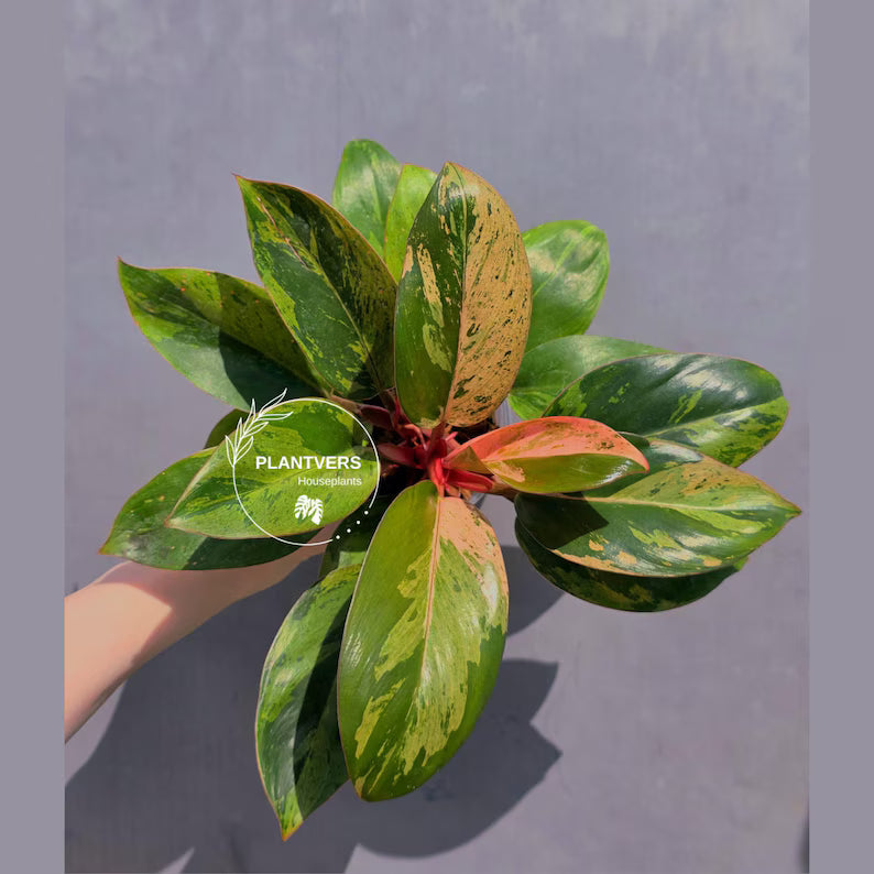 rare houseplant