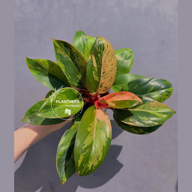 rare houseplant