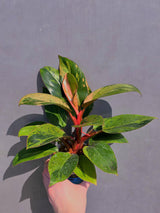 dwarf red congo