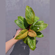 Rare Philodendron