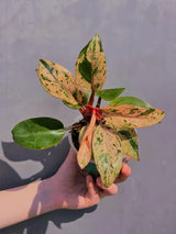 Red Congo