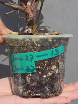 dwarf red congo