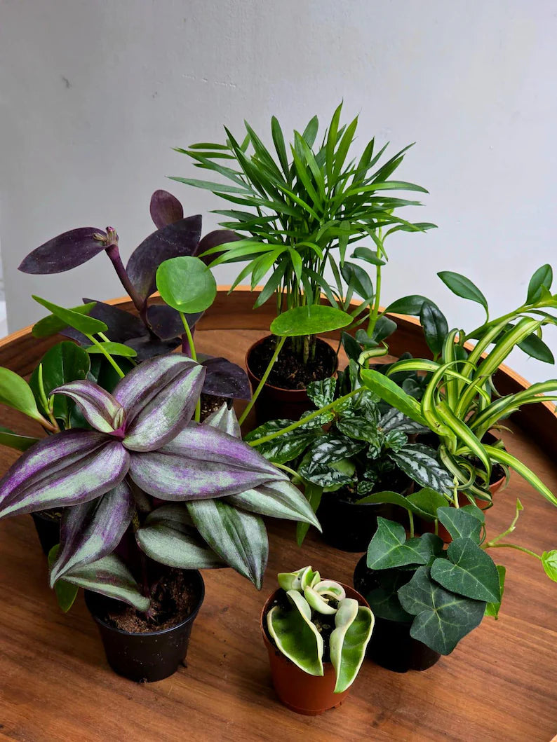 Set of 10 Tropical Indoor Plants in 2” Nursery Pots - Live Houseplant Collection - Assorted Mini Plants - Indoor Plant Bundle - Gift Set