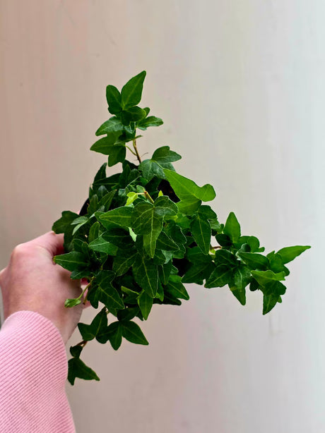 Green Ivy in 4" Pot - Hedera Helix Indoor Houseplant - Easy Care Tropical Houseplant - Air Purifying Plant