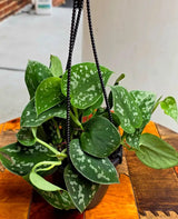 Silver Satin Pothos in 4" Hanging Basket - Scindapsus Pictus Live Plant - Rare Trailing Indoor Vine - Easy Care Plant