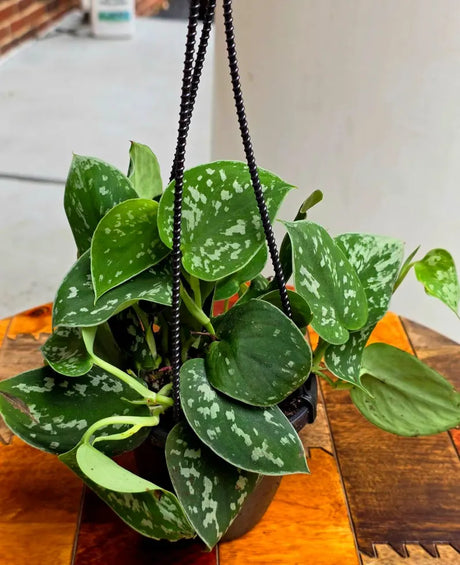 Silver Satin Pothos in 4" Hanging Basket - Scindapsus Pictus Live Plant - Rare Trailing Indoor Vine - Easy Care Plant