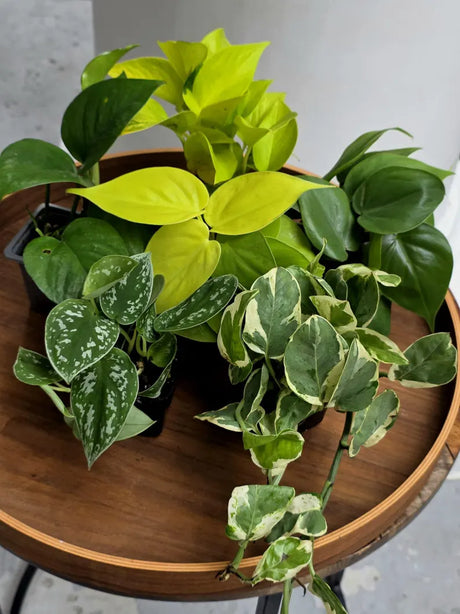Set of 6 Vining Pothos & Philolendron Assortment in 3” Nursery Pots - Live Indoor Plant Bundle - Trailing Houseplant Collection