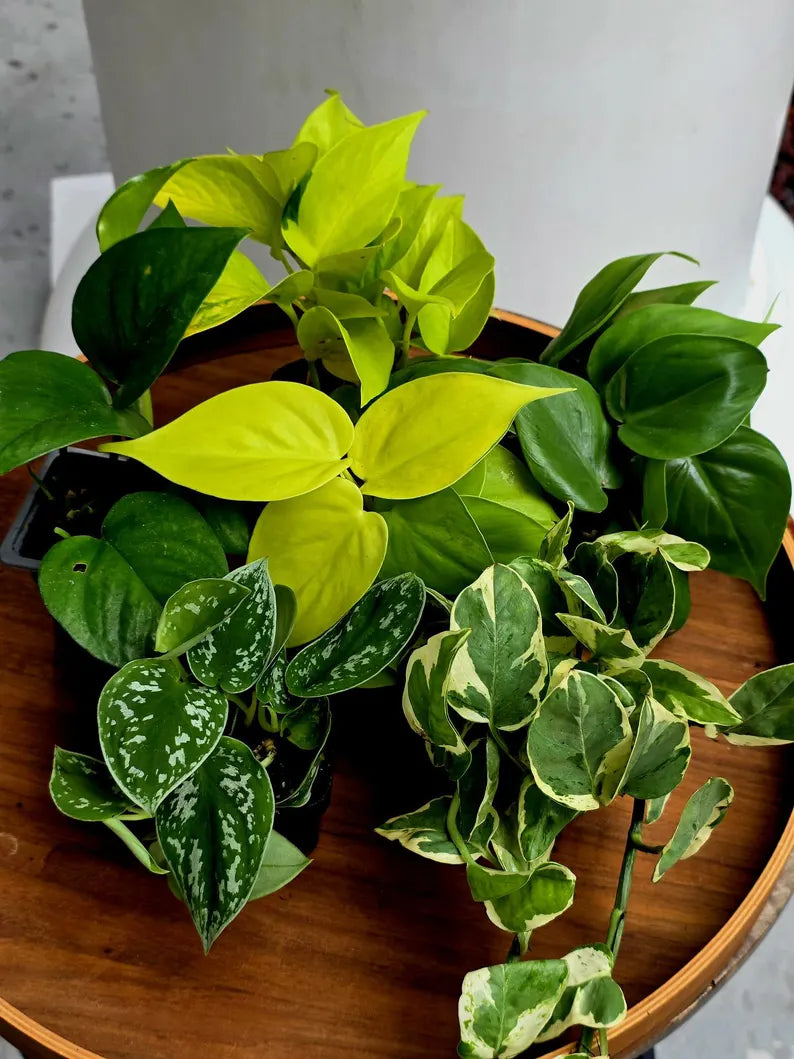 Set of 6 Vining Pothos & Philolendron Assortment in 3” Nursery Pots - Live Indoor Plant Bundle - Trailing Houseplant Collection