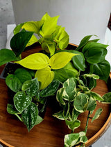 Set of 6 Vining Pothos & Philolendron Assortment in 3” Nursery Pots - Live Indoor Plant Bundle - Trailing Houseplant Collection