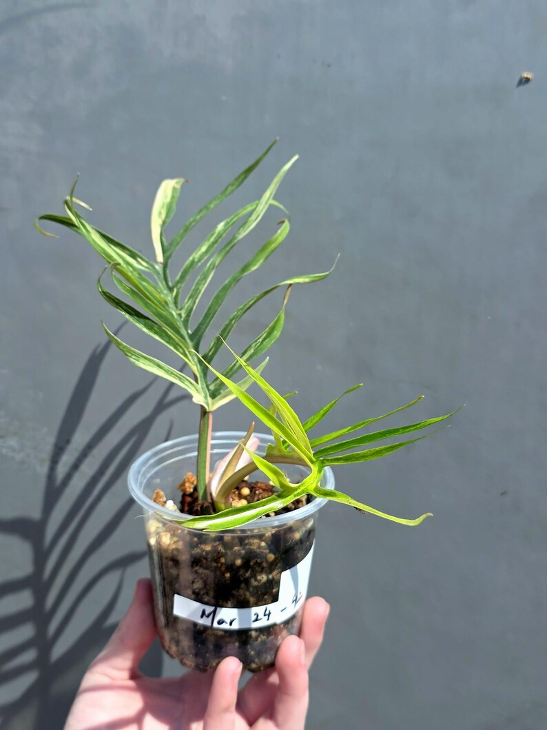 Rare Philodendron Tortum Variegated Live Plant - Split Leaf Philodendron - Variegated Aroid - Exotic Indoor Plant - US Seller