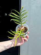 Rare Philodendron Tortum Variegated Live Plant - Split Leaf Philodendron - Variegated Aroid - Exotic Indoor Plant - US Seller