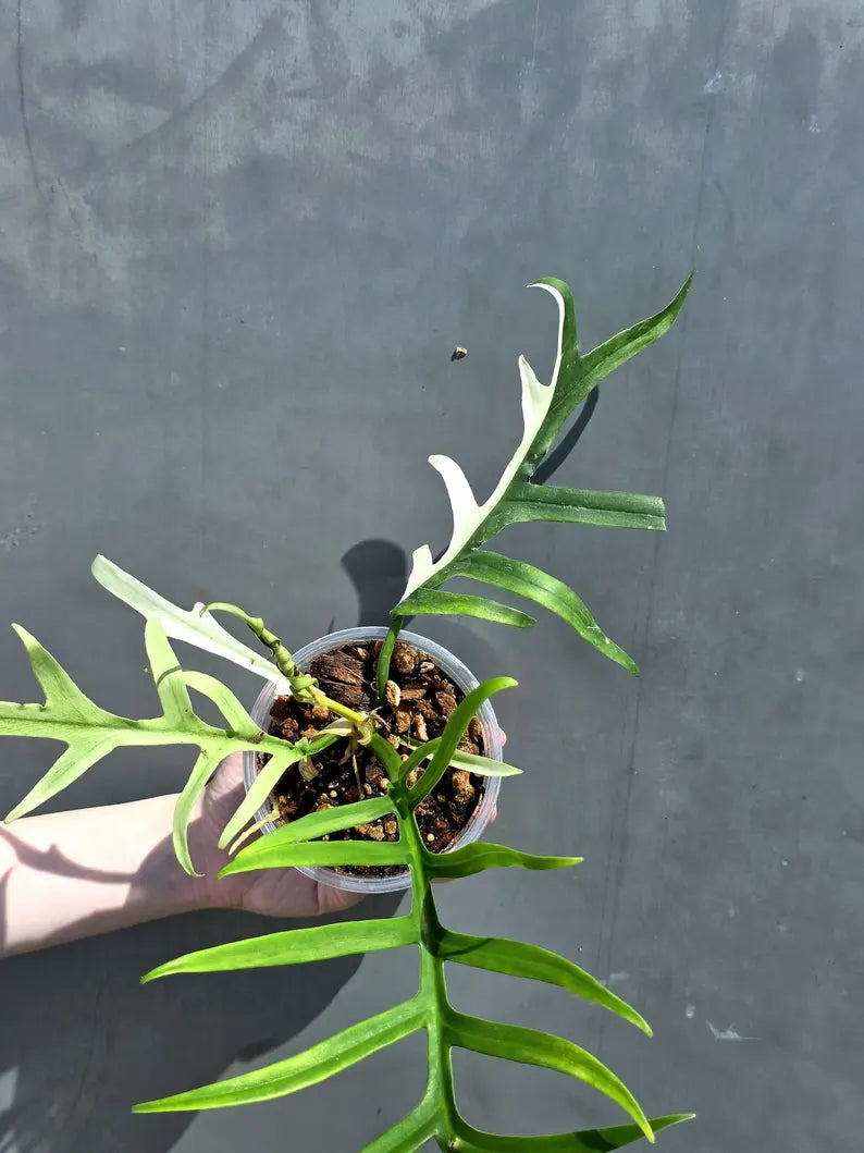 Rare Philodendron Tortum Albo Variegated Live Plant - Split Leaf Aroid - Exotic Indoor Plant - Exact Same Plant - US Seller