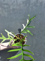 Rare Philodendron Tortum Albo Variegated Live Plant - Split Leaf Aroid - Exotic Indoor Plant - Exact Same Plant - US Seller