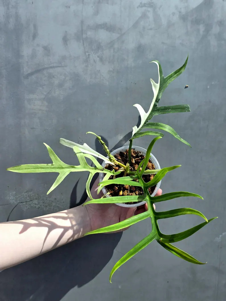 Rare Philodendron Tortum Albo Variegated Live Plant - Split Leaf Aroid - Exotic Indoor Plant - Exact Same Plant - US Seller