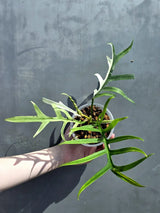 Rare Philodendron Tortum Albo Variegated Live Plant - Split Leaf Aroid - Exotic Indoor Plant - Exact Same Plant - US Seller
