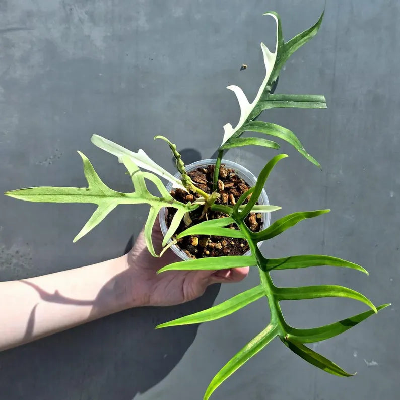 Rare Philodendron Tortum Albo Variegated Live Plant - Split Leaf Aroid - Exotic Indoor Plant - Exact Same Plant - US Seller