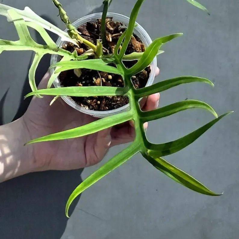 Rare Philodendron Tortum Albo Variegated Live Plant - Split Leaf Aroid - Exotic Indoor Plant - Exact Same Plant - US Seller