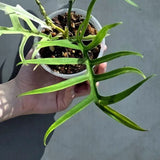 Rare Philodendron Tortum Albo Variegated Live Plant - Split Leaf Aroid - Exotic Indoor Plant - Exact Same Plant - US Seller