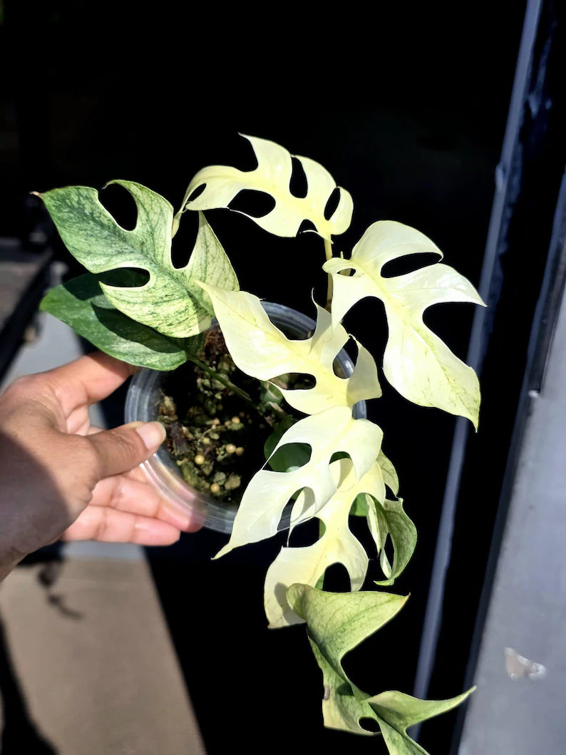 Super Rare Variegated Rhaphidophora Tetrasperma White Monster - Huge Tetrasperma - Rare Aroid Live Plant in Nursery Pot - US Seller