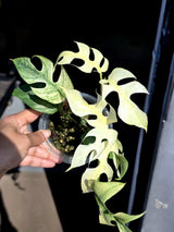 Super Rare Variegated Rhaphidophora Tetrasperma White Monster - Huge Tetrasperma - Rare Aroid Live Plant in Nursery Pot - US Seller