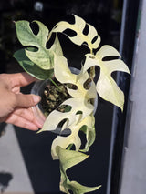 Super Rare Variegated Rhaphidophora Tetrasperma White Monster - Huge Tetrasperma - Rare Aroid Live Plant in Nursery Pot - US Seller