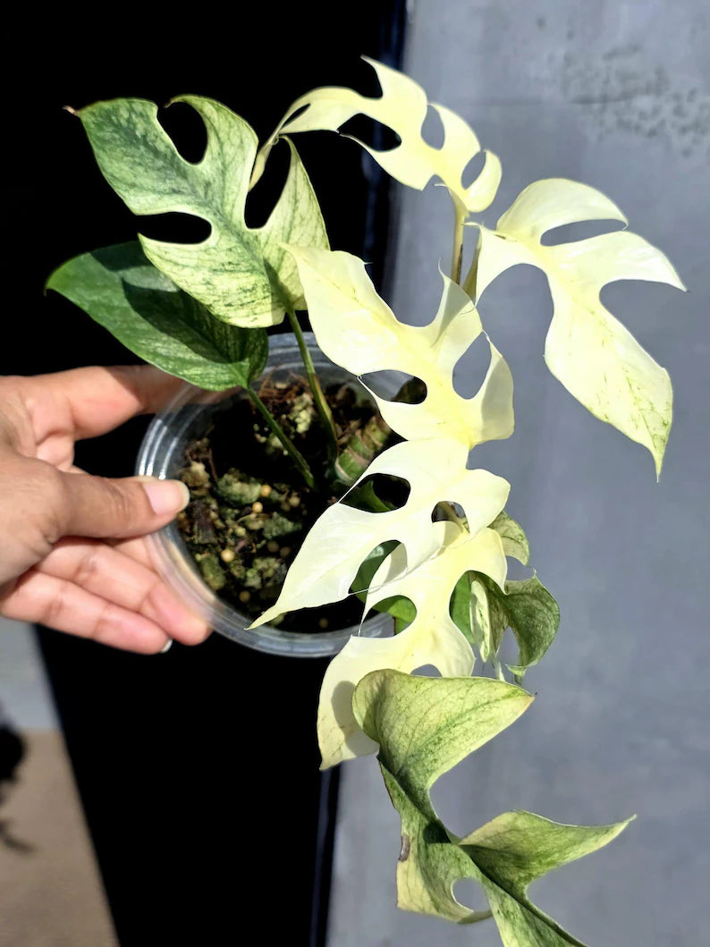 Super Rare Variegated Rhaphidophora Tetrasperma White Monster - Huge Tetrasperma - Rare Aroid Live Plant in Nursery Pot - US Seller