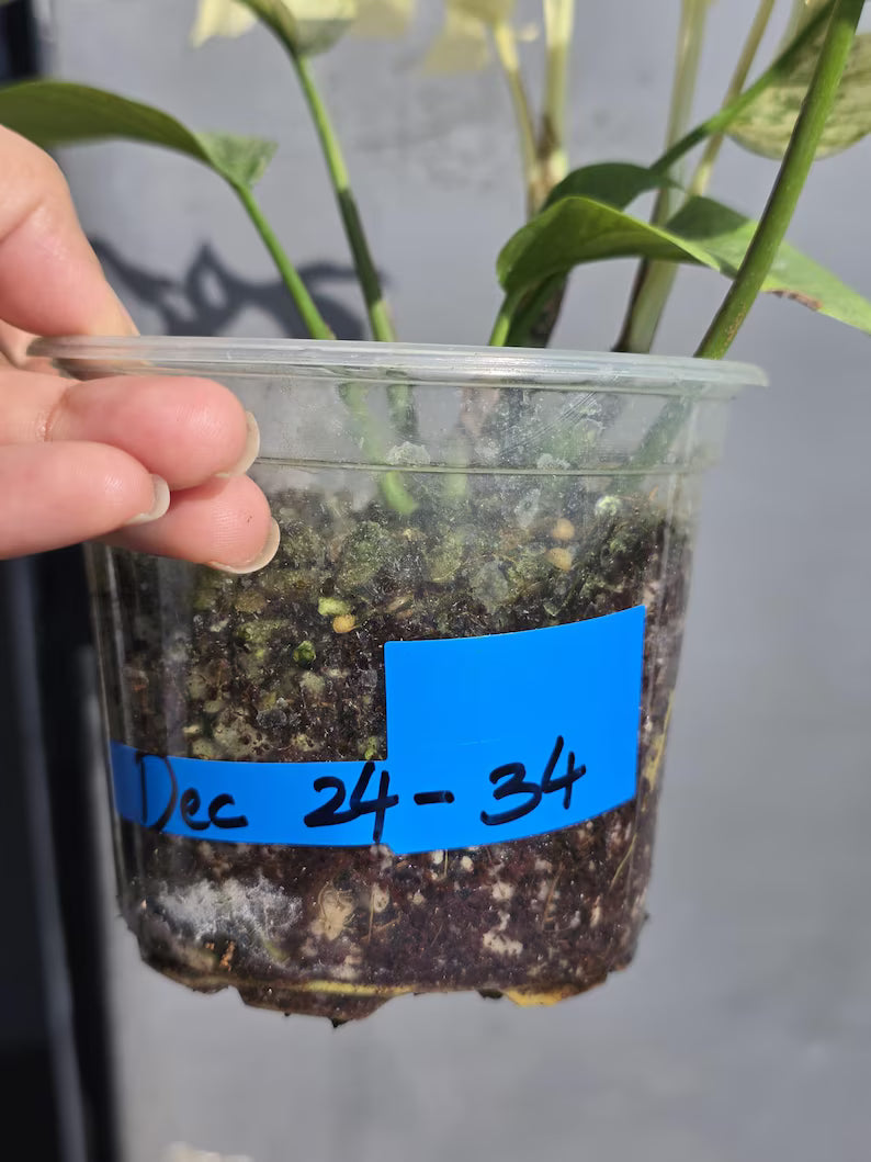 Super Rare Variegated Rhaphidophora Tetrasperma White Monster - Huge Tetrasperma - Rare Aroid Live Plant in Nursery Pot - US Seller