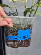 Super Rare Variegated Rhaphidophora Tetrasperma White Monster - Huge Tetrasperma - Rare Aroid Live Plant in Nursery Pot - US Seller