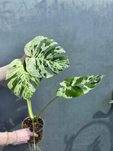 monstera plant