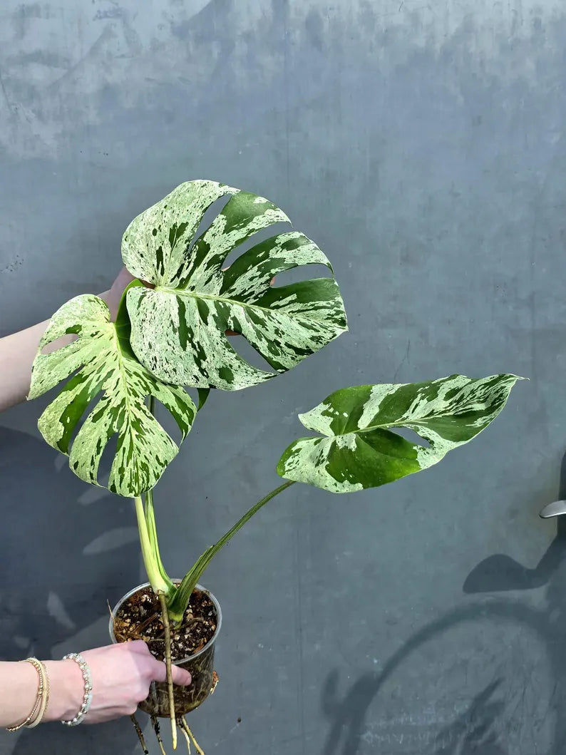 Super Rare Monstera Bulbasaur Variegated Live Plant - Mint Green Variegated Monstera - Exotic Collector Indoor Plant - Us Seller