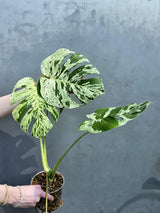 variegated monstera
