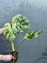 Super Rare Monstera Bulbasaur Variegated Live Plant - Mint Green Variegated Monstera - Exotic Collector Indoor Plant - Us Seller