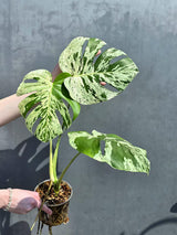 rare variegata plant