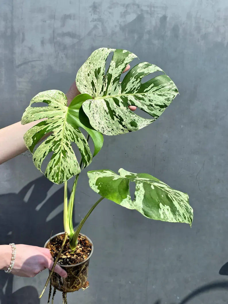 Super Rare Monstera Bulbasaur Variegated Live Plant - Mint Green Variegated Monstera - Exotic Collector Indoor Plant - Us Seller