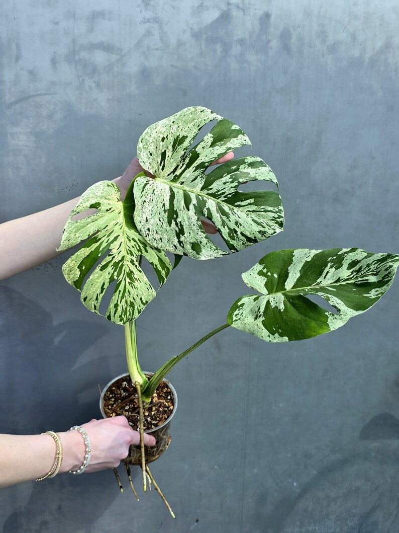 tropical houseplant