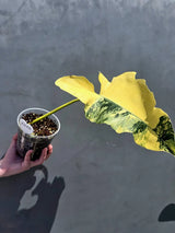 aroid houseplant