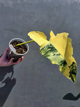 Fiora variegated