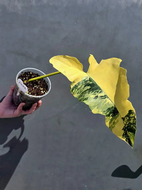 Fiora variegated