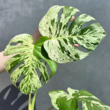 indoor plant