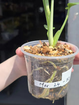 tropical houseplant