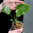 variegated monstera