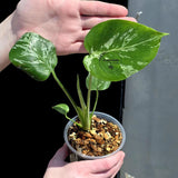 Super Rare Monstera Bulbasaur Variegated Live Plant - Mint Green Variegated Monstera - Exotic Collector Indoor Plant - Us Seller