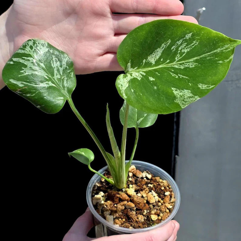 Super Rare Monstera Bulbasaur Variegated Live Plant - Mint Green Variegated Monstera - Exotic Collector Indoor Plant - Us Seller