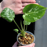 Super Rare Monstera Bulbasaur Variegated Live Plant - Mint Green Variegated Monstera - Exotic Collector Indoor Plant - Us Seller