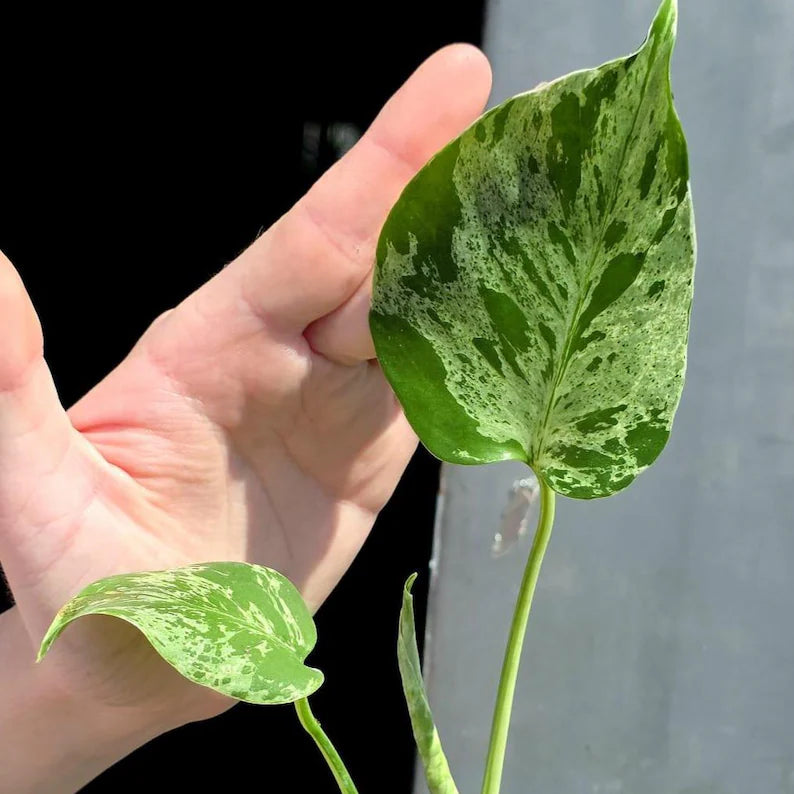Super Rare Monstera Bulbasaur Variegated Live Plant - Mint Green Variegated Monstera - Exotic Collector Indoor Plant - Us Seller