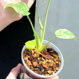 Super Rare Monstera Bulbasaur Variegated Live Plant - Mint Green Variegated Monstera - Exotic Collector Indoor Plant - Us Seller